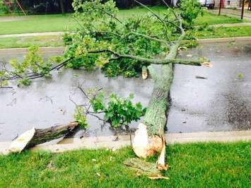High winds topple a tree on Dawson Rd. in Windsor, knocking down power lines on June 27, 2015. (Photo by Adelle Loiselle)