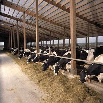 (Photo courtesy Farm & Food Care Ontario)