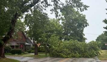 A downed tree blocks a road in Owen Sound following intense thunderstorms, July 24, 2025. Photo provided by the Owen Sound Police Service