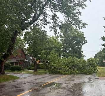 A downed tree blocks a road in Owen Sound following intense thunderstorms, July 24, 2025. Photo provided by the Owen Sound Police Service