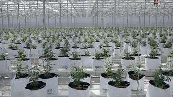 Cannabis cultivation at High Park Farms in Enniskillen. May 3, 2018 (Photo submitted by High Park Farms.)