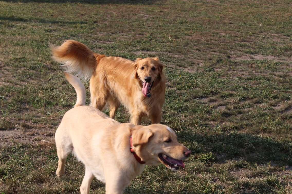 Off-leash dog park. August 10, 2016. (File photo by Ricardo Veneza)