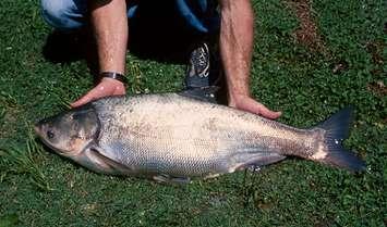 Asian Carp photo