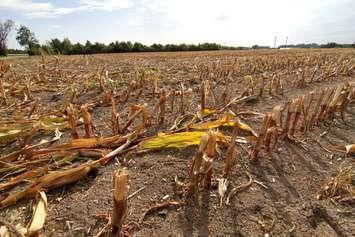 (File photo courtesy © Can Stock Photo Inc. / Spectral)