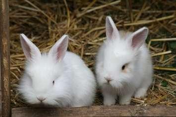 Two white baby rabbits. Photo courtesy of © Can Stock Photo / detseven.