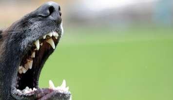 Teeth of an angry dog. © Can Stock Photo / byrdyak