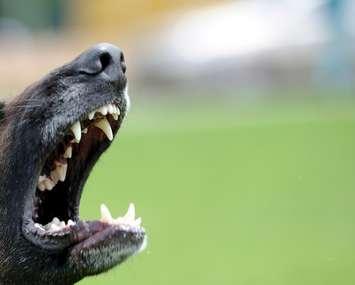 Teeth of an angry dog. © Can Stock Photo / byrdyak