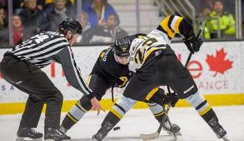 Sarnia Sting host the Brantford Bulldogs on Jan 3, 2025 (Photo by: Darren Metcalfe Photography)