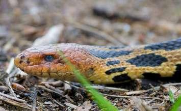 (Photo of the Eastern Fox Snake courtesy of wikipedia.org)