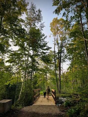 Photo credit: Saugeen Valley Conservation Authority. A leashed dog and its owner cross the newly installed bridge at Stoney Island Conservation Area in the Municipality of Kincardine.