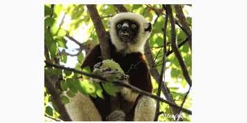 Lemur - Coquerel's Sifaka (Propithecus coquereli) eating fruit. Photo from GSCA