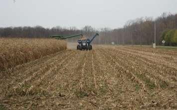 Corn harvest. BlackburnNews.com photo by Bob Montgomery