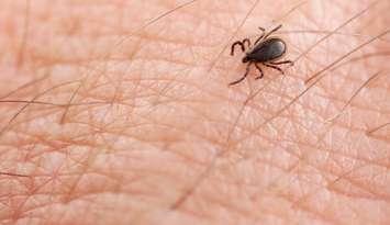 Photo of blacklegged tick courtesy of © Can Stock Photo Inc. / epantha