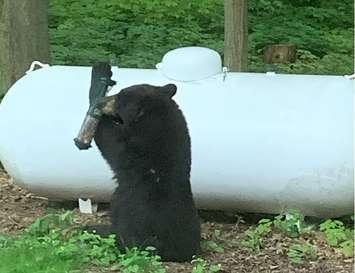 A bear spotted in Wellington County on May 27, 2019. (Submitted photo)
