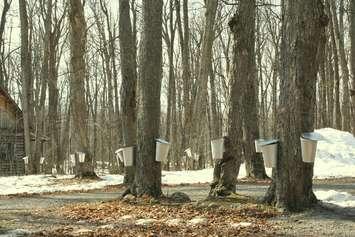Maple trees with buckets collecting sap for maple syrup. Photo courtesy of © Can Stock Photo / nadine