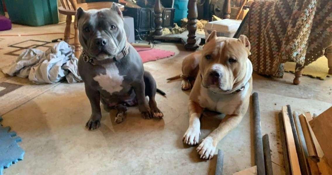 Two dogs, Dexter and Nove, that were seized due to their appearance recently in West Grey (Photo submitted by Deanna Irvin-Wheeler)