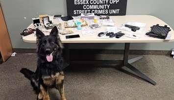 RCMP Police Service Dog "Phillie" is seen with items confiscated during a raid in Leamington, October 11, 2024. Photo courtesy Ontario Provincial Police.