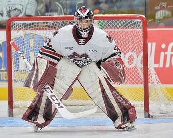 Nico Daws of the Guelph Storm. Photo by Terry Wilson / OHL Images.