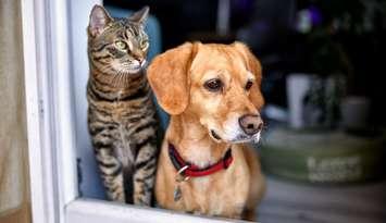 A dog and cat look out a window together. Photo by Kerkez / iStock / Getty Images Plus via Getty Images