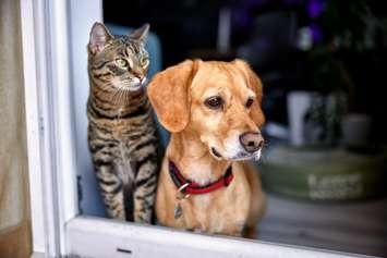 A dog and cat look out a window together. Photo by Kerkez / iStock / Getty Images Plus via Getty Images