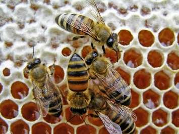 (Photo courtesy of © Can Stock Photo / Weisman)