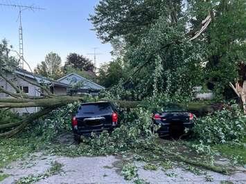 Storm damage, July 20, 2023. Photo courtesy of Bluewater Power via twitter. 