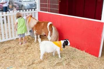 Petting zoo. (Photo courtesy of © CanStockPhoto.com/melastmohican)