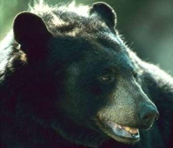 Black Bear (Photo courtesy of the Ministry of Natural Resources and Forestry)