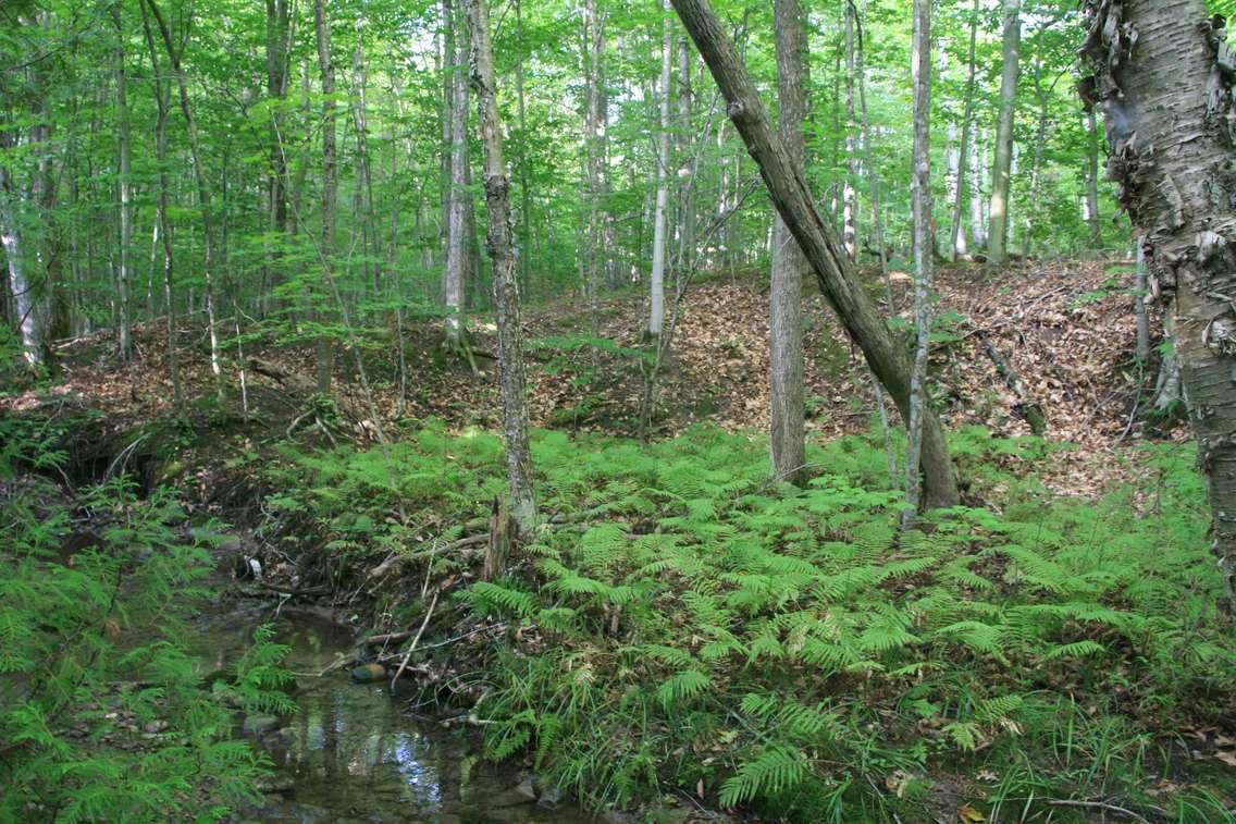 New Bruce Trail Conservancy MapleCross Nature Reserve at Hope Bay. Photos by Bruce Trail ecologist Brian Popelier.