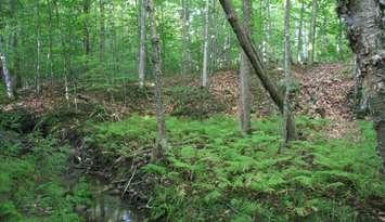 New Bruce Trail Conservancy MapleCross Nature Reserve at Hope Bay. Photos by Bruce Trail ecologist Brian Popelier.