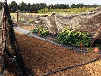 Sweet Potato test plots. (Photo courtesy of Lilian Schaer) 