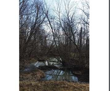 A photo of the natural water course of the Lebo Creek Drain (Photo provided by the Municipality of Leamington)
