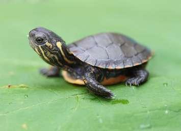 Turtle hatchling.  Photo from the ABCA