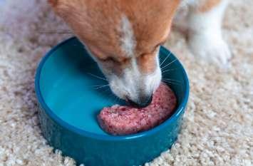 A dog eating raw pet food. Photo provided by the Public Health Agency of Canada.