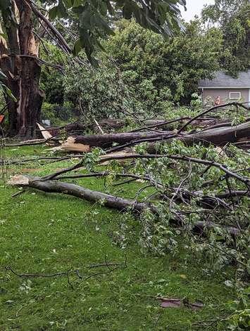 Tree damage from a storm in Essex County. July 26, 2023. Photo via @newfdogmom1 on Twitter.