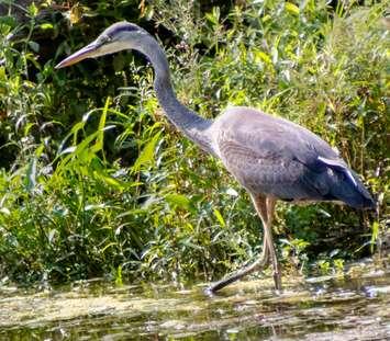  Bayfield River Flats 1, Photo by community member Jack Pal.