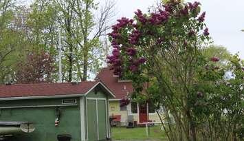 Cottage at Rondeau Park. May 24, 2017. (Photo courtesy of Sarah Cowan Blackburn News Chatham-Kent) 