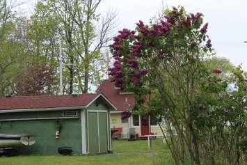 Cottage at Rondeau Park. May 24, 2017. (Photo courtesy of Sarah Cowan Blackburn News Chatham-Kent) 