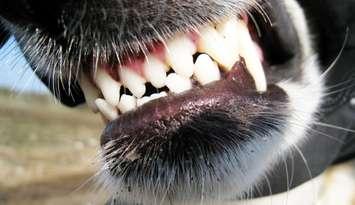 dog teeth, bite