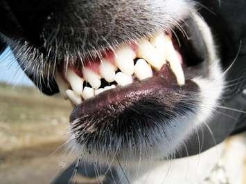 dog teeth, bite