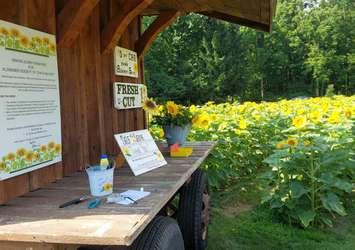 Puddleford sunflower field (Image courtesy of Gail Whitney)