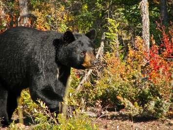 Black bear. © Can Stock Photo / ericgould