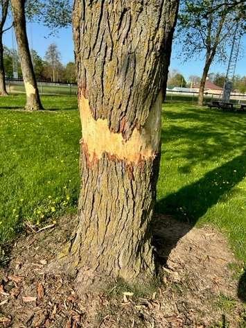 Perth County OPP are investigating after two maple trees were damaged in Mitchell. (Provided by Perth County OPP)