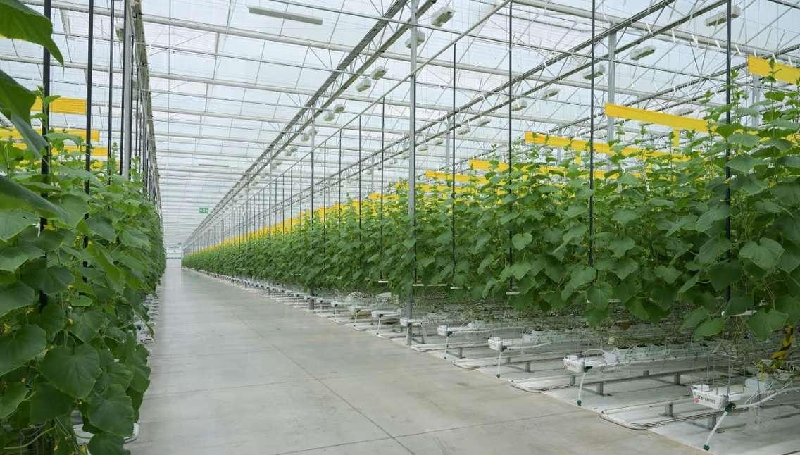 (Photo courtesy of the Ontario Greenhouse Vegetable Growers)