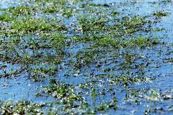 Puddle on grass. © Can Stock Photo / pahham