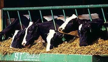 Holstein Cows file photo