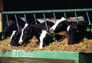 Holstein Cows file photo