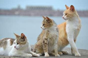 © Can Stock Photo / KlaraVlasakova