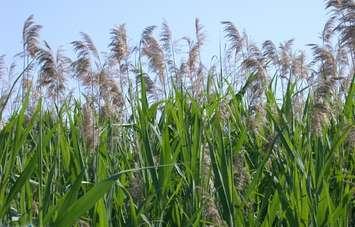 Invasive Phragmites (Blackburnnews.com File Photo)