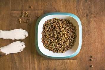 dog food, pet food